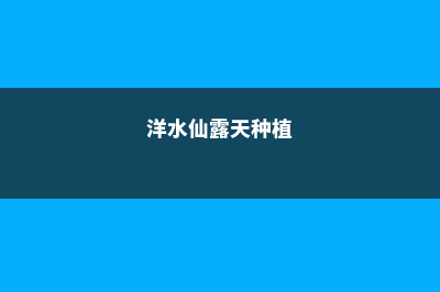 洋水仙露地过冬可以吗（南方北方过冬方法） (洋水仙露天种植)