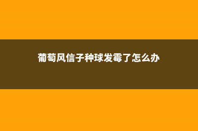 葡萄风信子种球怎么种，什么时候种 (葡萄风信子种球发霉了怎么办)