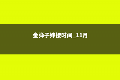 金弹子嫁接时间 (金弹子嫁接时间 11月)