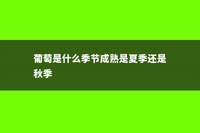 葡萄是什么季节成熟的 (葡萄是什么季节成熟是夏季还是秋季)