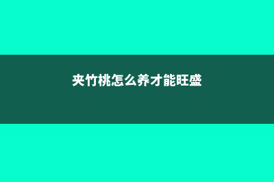 夹竹桃怎么养 (夹竹桃怎么养才能旺盛)