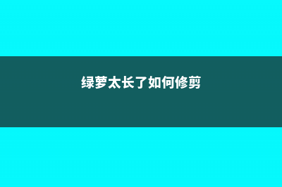 绿萝太长了如何盘，怎么盘好看 (绿萝太长了如何修剪)