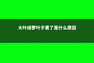 大叶绿萝、花叶绿萝如何扦插 (大叶绿萝叶子黄了是什么原因)