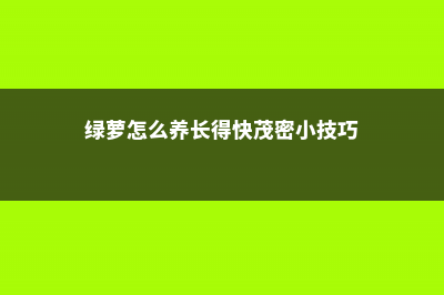 绿萝怎么养长得快茂密，长了怎么攀上好看 (绿萝怎么养长得快茂密小技巧)