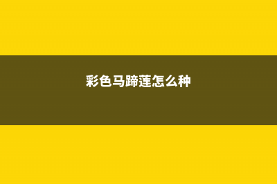 彩色马蹄莲怎么过冬，冬天会死吗 (彩色马蹄莲怎么种)