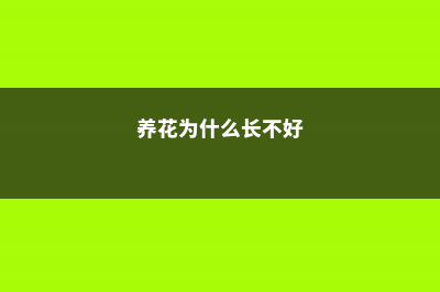 养的花总长不旺？用“它”沤制成肥，叶子茂盛油亮 (养花为什么长不好)