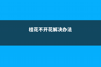 桂花不开花的解决方法 (桂花不开花解决办法)