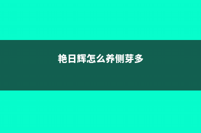 艳日辉怎么才长得快 (艳日辉怎么养侧芽多)