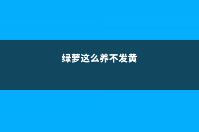 “绿萝”这么养，长出“小机关”，叶子茂盛成瀑布 (绿萝这么养不发黄)