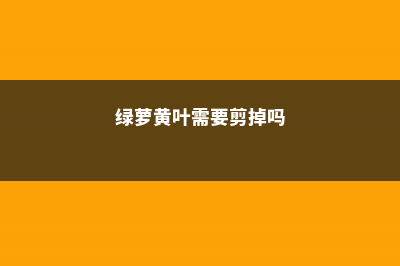 绿萝常黄叶，喂上勺“废水”，半个月黄叶返青，绿汪汪！ (绿萝黄叶需要剪掉吗)