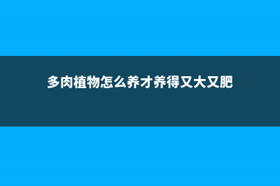 多肉植物怎么养护 (多肉植物怎么养才养得又大又肥)