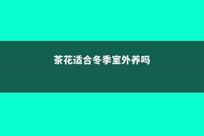 茶花冬天室外怎么过冬 (茶花适合冬季室外养吗)