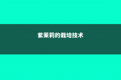 紫茉莉的养殖方法和注意事项 (紫茉莉的栽培技术)