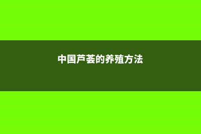 中国芦荟的养殖方法和注意事项 (中国芦荟的养殖方法)