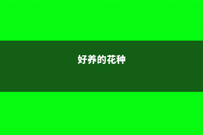 这4种漂亮花养家里，浇点水呼呼长，都能养10年！ (好养的花种)