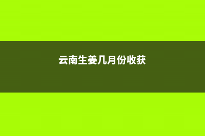 生姜几月份收获 (云南生姜几月份收获)