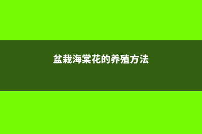 海棠的养殖方法和注意事项 (盆栽海棠花的养殖方法)