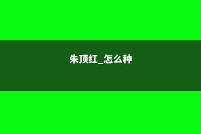 北方朱顶红怎样过冬 (朱顶红 怎么种)