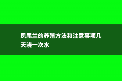 凤尾兰的养殖方法和注意事项 (凤尾兰的养殖方法和注意事项几天浇一次水)