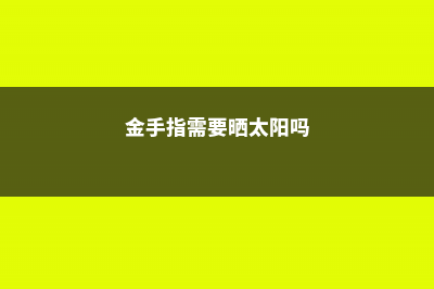 金手指冬天怎么养 (金手指需要晒太阳吗)