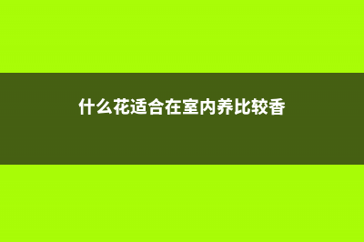 什么花适合在室内养殖 (什么花适合在室内养比较香)