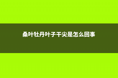 桑叶牡丹叶子为什么发黄 (桑叶牡丹叶子干尖是怎么回事)