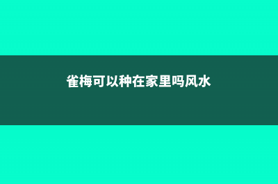 雀梅能室内养吗 (雀梅可以种在家里吗风水)