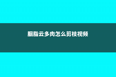 胭脂云多肉怎么养 (胭脂云多肉怎么剪枝视频)