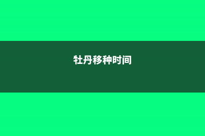 牡丹移栽最佳时间 (牡丹移种时间)