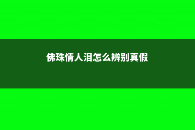 佛珠情人泪怎么养殖 (佛珠情人泪怎么辨别真假)