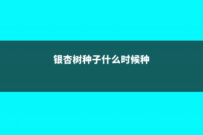 银杏树种子什么时候种 (银杏树种子什么时候种)