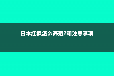 日本红枫怎么养护 (日本红枫怎么养殖?和注意事项)