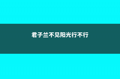 君子兰不见阳光可以吗 (君子兰不见阳光行不行)