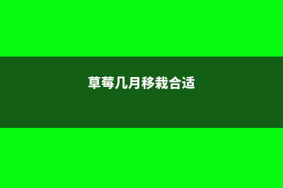 草莓几月份移栽最好 (草莓几月移栽合适)