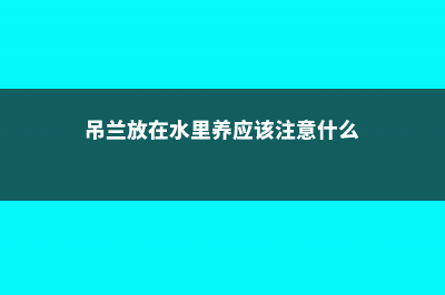 吊兰可以放在水里养吗 (吊兰放在水里养应该注意什么)