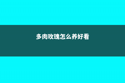 多肉玫瑰怎么养 (多肉玫瑰怎么养好看)