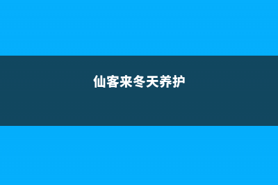 仙客来的冬天养殖禁忌 (仙客来冬天养护)