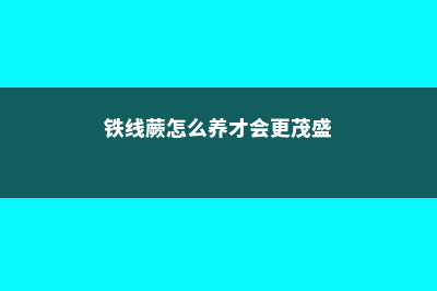 铁线蕨怎么养 (铁线蕨怎么养才会更茂盛)