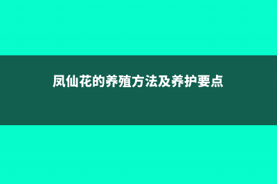 凤仙花的养殖方法和注意事项 (凤仙花的养殖方法及养护要点)