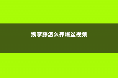 鹅掌藤怎么养爆盆 (鹅掌藤怎么养爆盆视频)