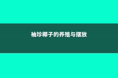 袖珍椰子的养殖方法 (袖珍椰子的养殖与摆放)