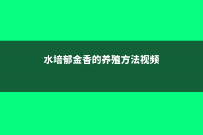 水培郁金香的养殖方法 (水培郁金香的养殖方法视频)