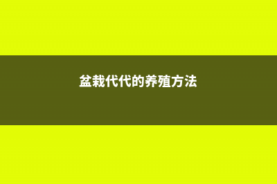 代代的养殖方法 (盆栽代代的养殖方法)