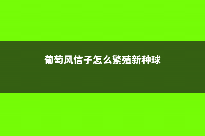 葡萄风信子怎么养 (葡萄风信子怎么繁殖新种球)