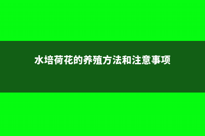 水荷花的养殖方法 (水培荷花的养殖方法和注意事项)