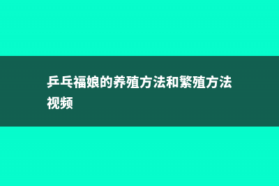 乒乓福娘的养殖方法和注意事项 (乒乓福娘的养殖方法和繁殖方法视频)