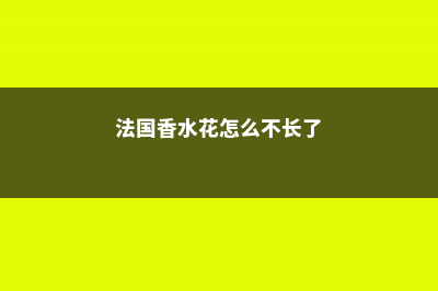 法国香水花怎么养 (法国香水花怎么不长了)