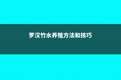 罗汉竹可以水养吗 (罗汉竹水养殖方法和技巧)