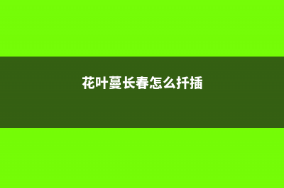 花叶蔓长春怎么养 (花叶蔓长春怎么扦插)