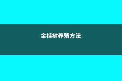 金桂的养殖方法和注意事项 (金桂树养殖方法)